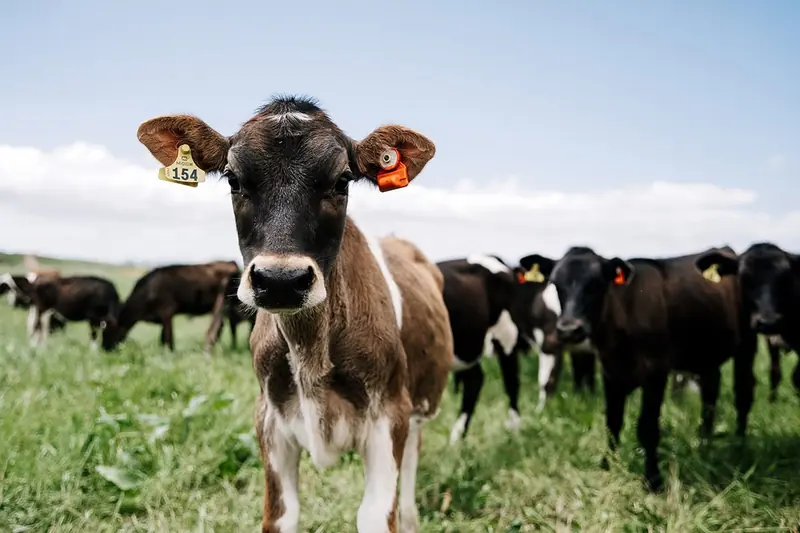 Теля із сенсором CowManager на пасовищі
