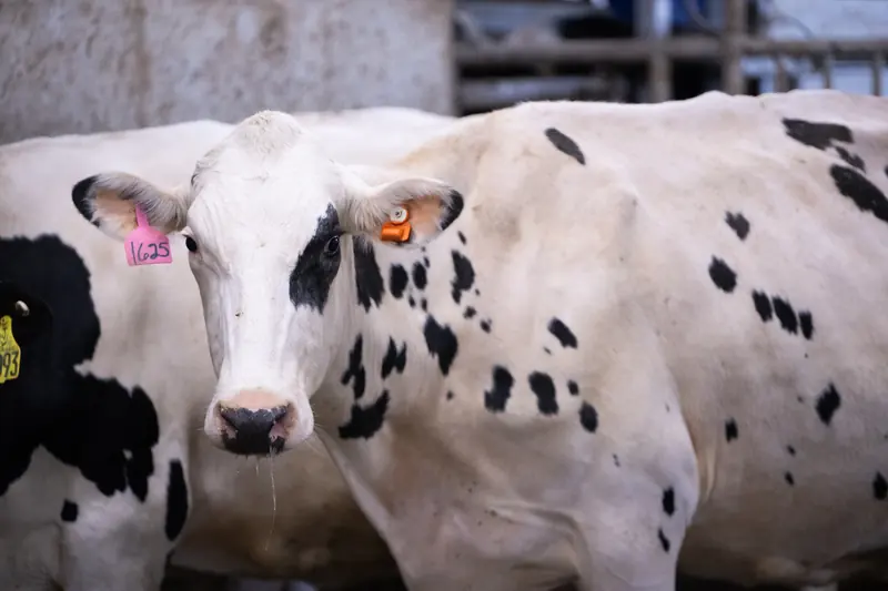 Корова із сенсором CowManager у корівнику