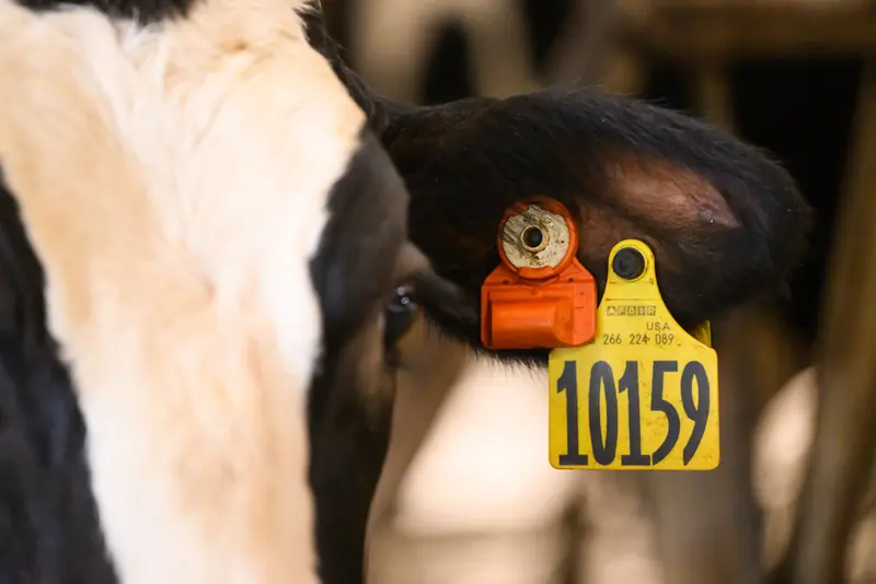 Корова із сенсором CowManager на вусі в корівнику