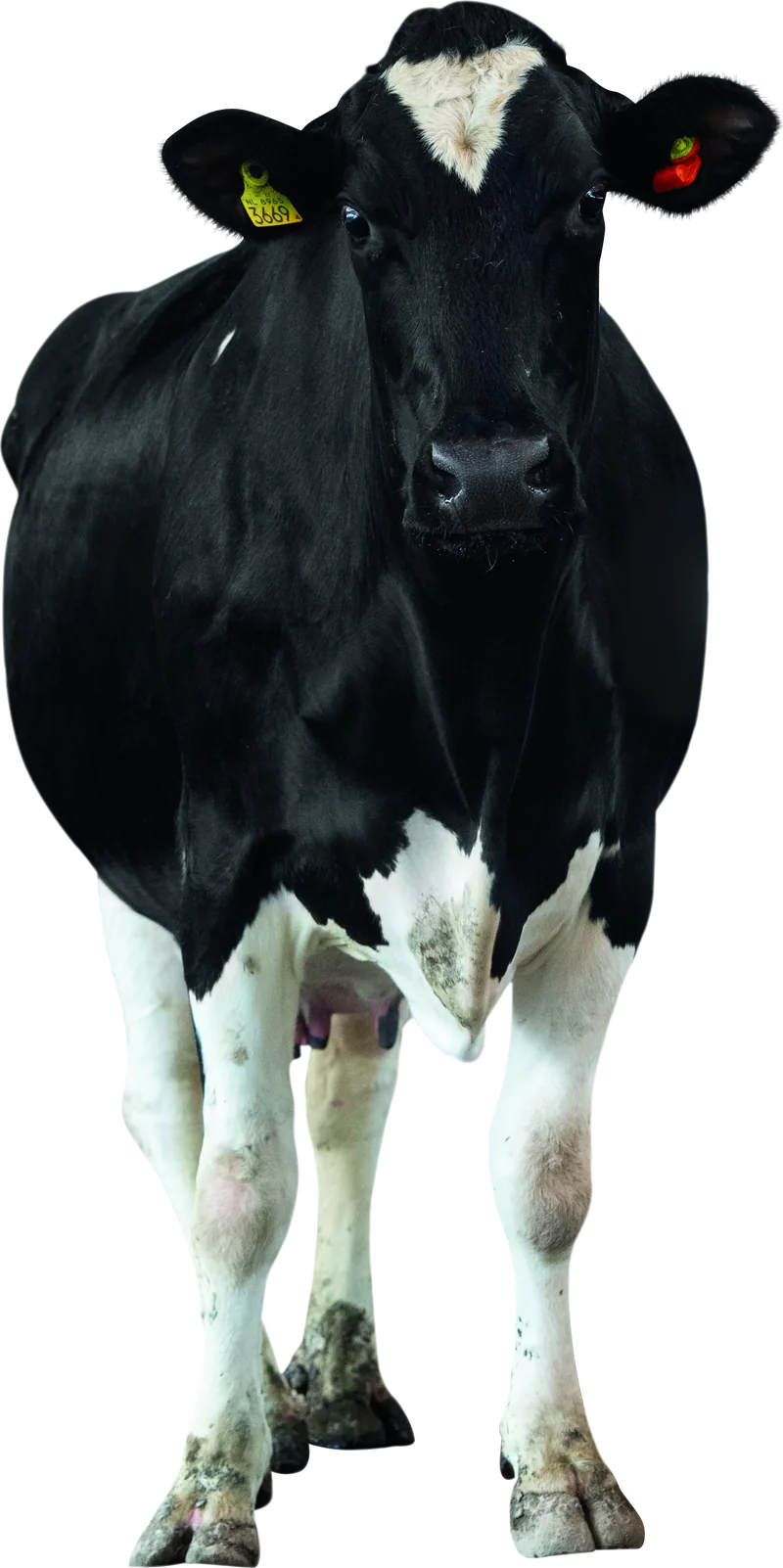 Корова голштинської породи з сенсором CowManager на вусі