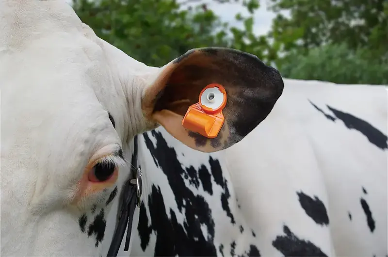 Вушний сенсор CowManager на вусі корови крупним планом