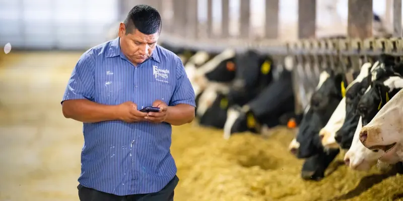 Фермер перевіряє сповіщення CowManager на телефоні біля кормового столу