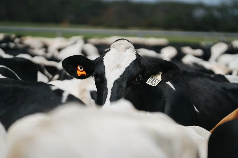 Корова із сенсором CowManager у стаді