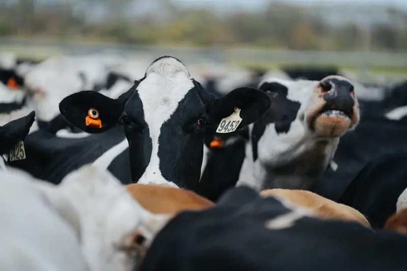 Стадо голштинських корів із сенсорами CowManager на вухах