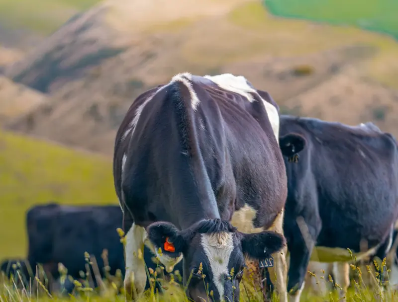 Корова із сенсором CowManager пасеться на пасовищі