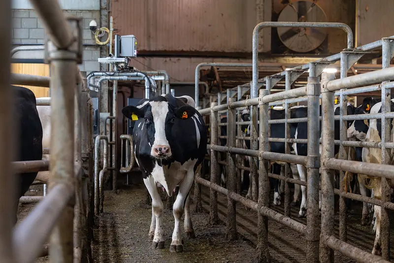 Корова проходить сортувальні ворота CowManager у корівнику